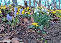 Winterlinge Die Gelbe Pracht In Jena 00001